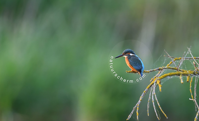 Natuurscherm.com